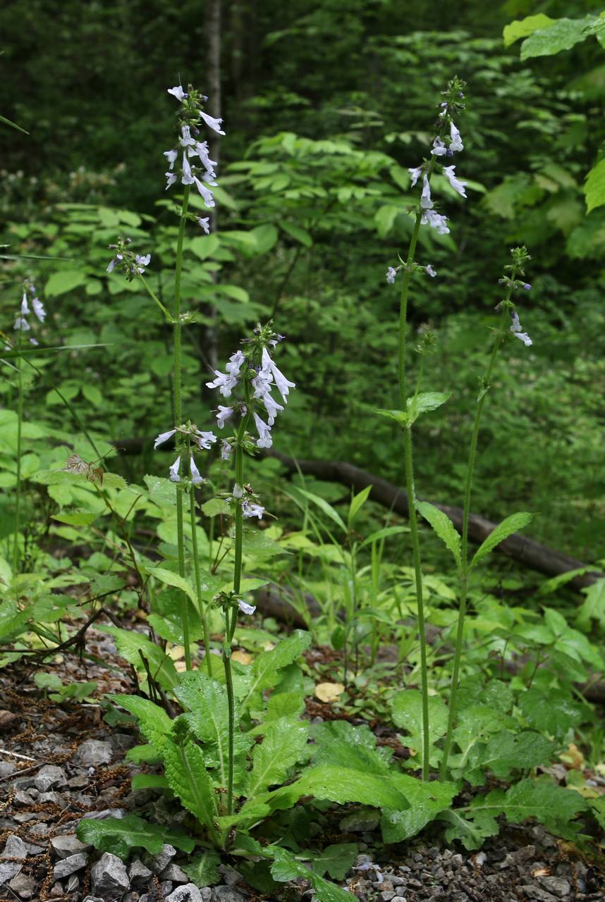 Photo of Lyreleaf Sage