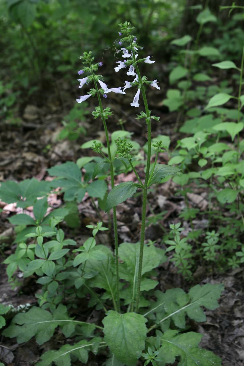 Photo of Lyreleaf Sage