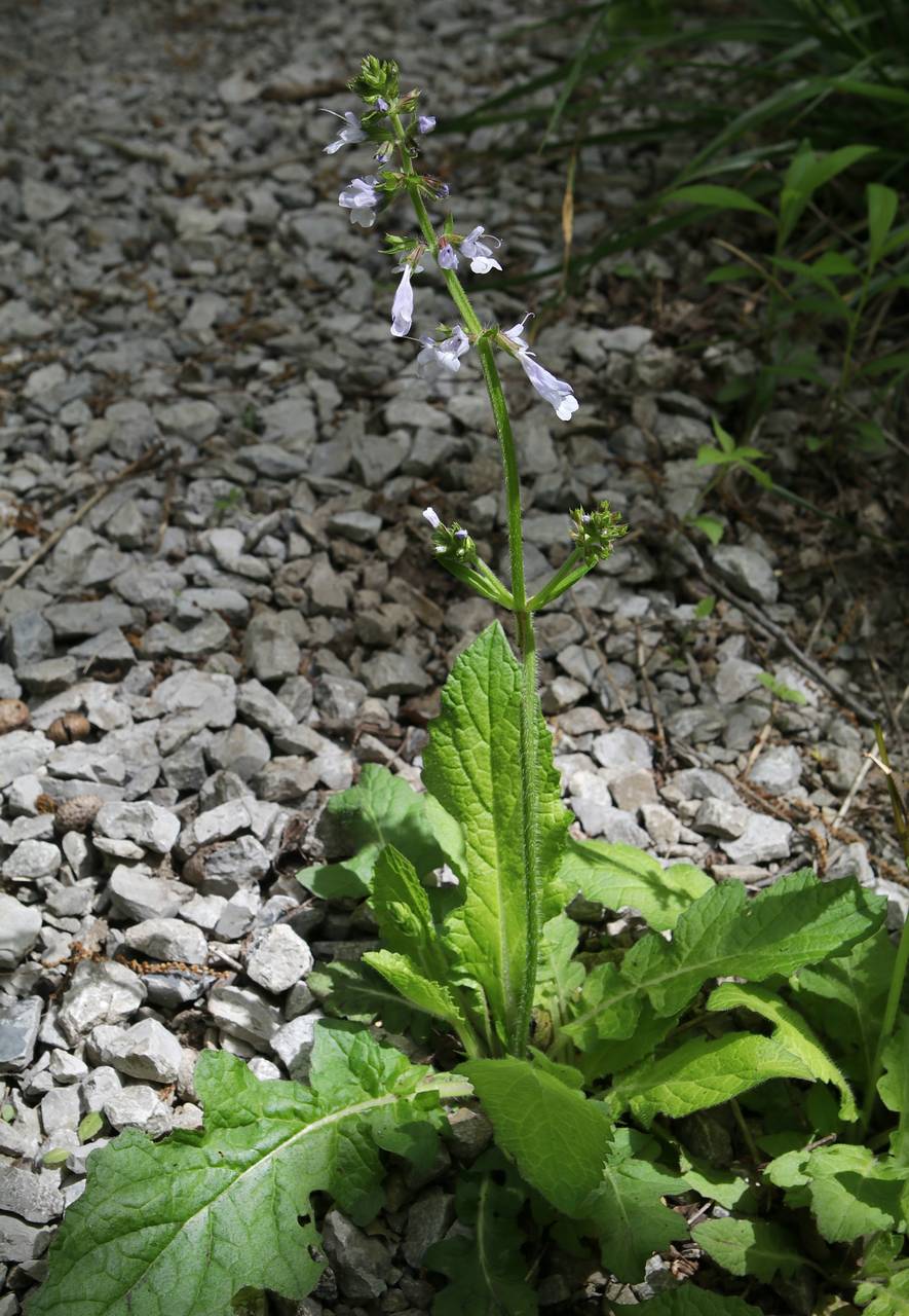 Photo of Lyreleaf Sage