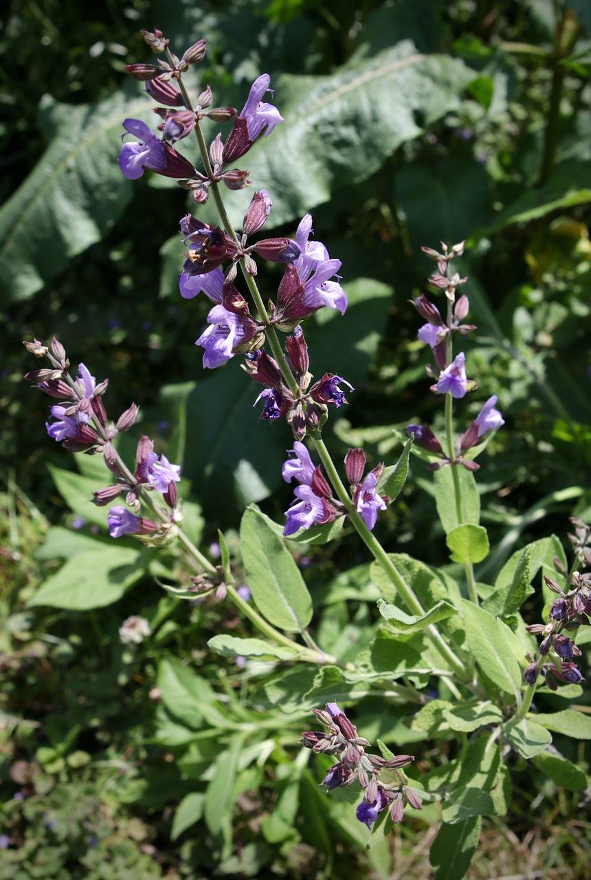 Photo of Common Sage