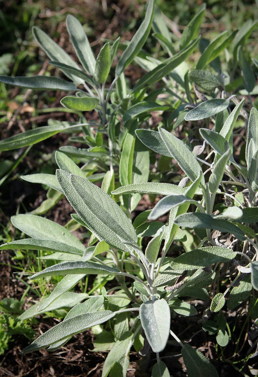 Photo of Common Sage