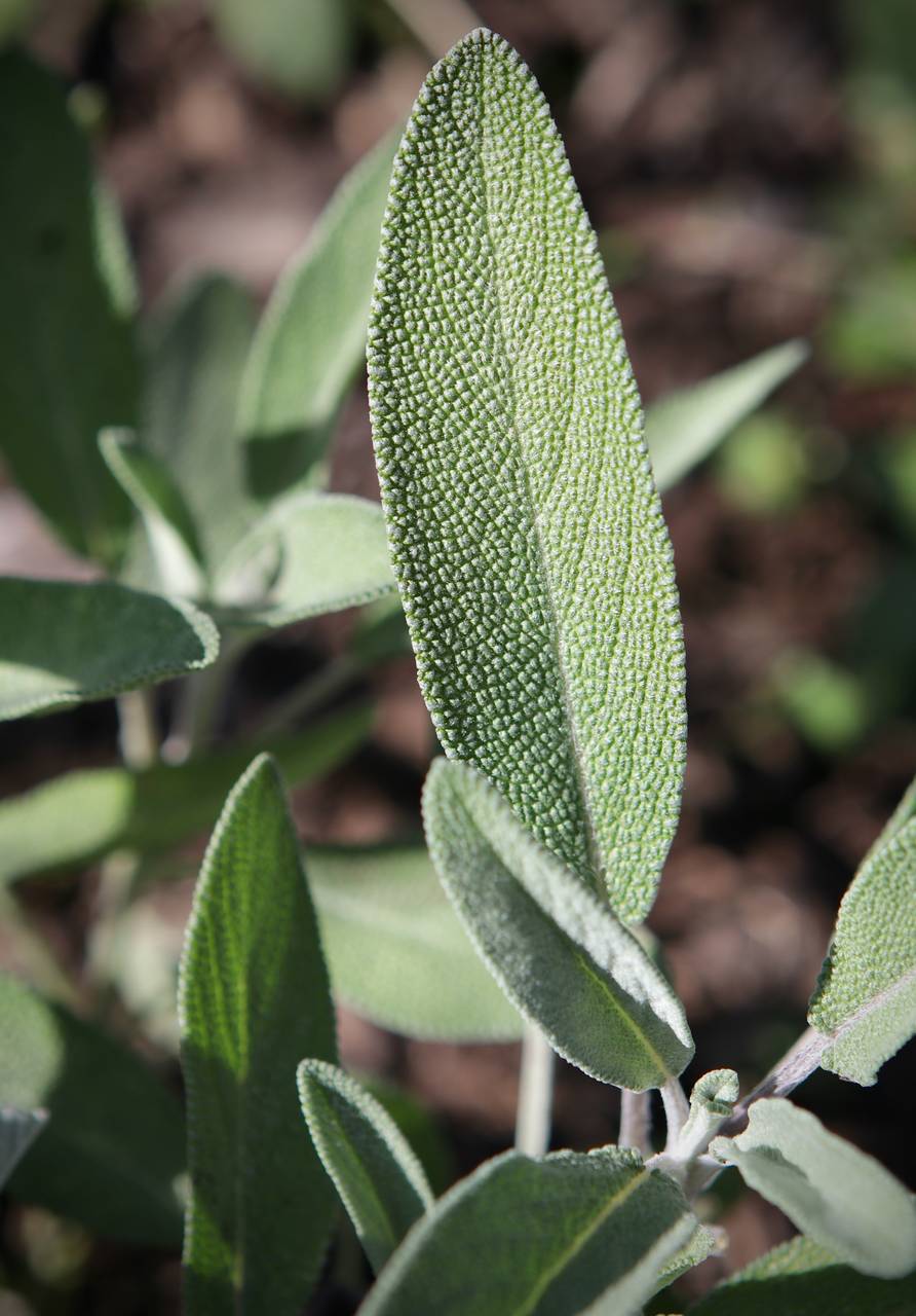 Photo of Common Sage