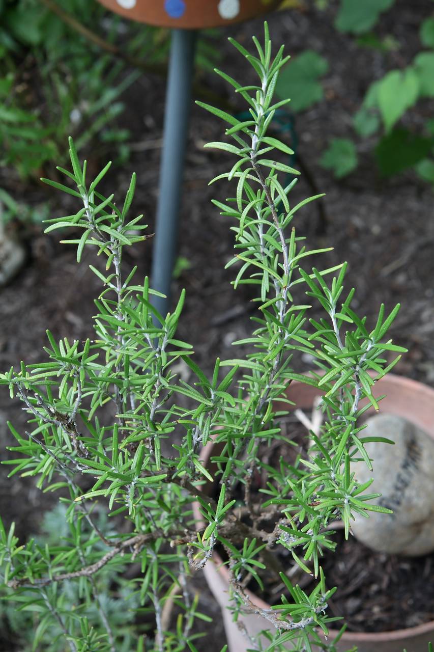 Photo of Rosemary