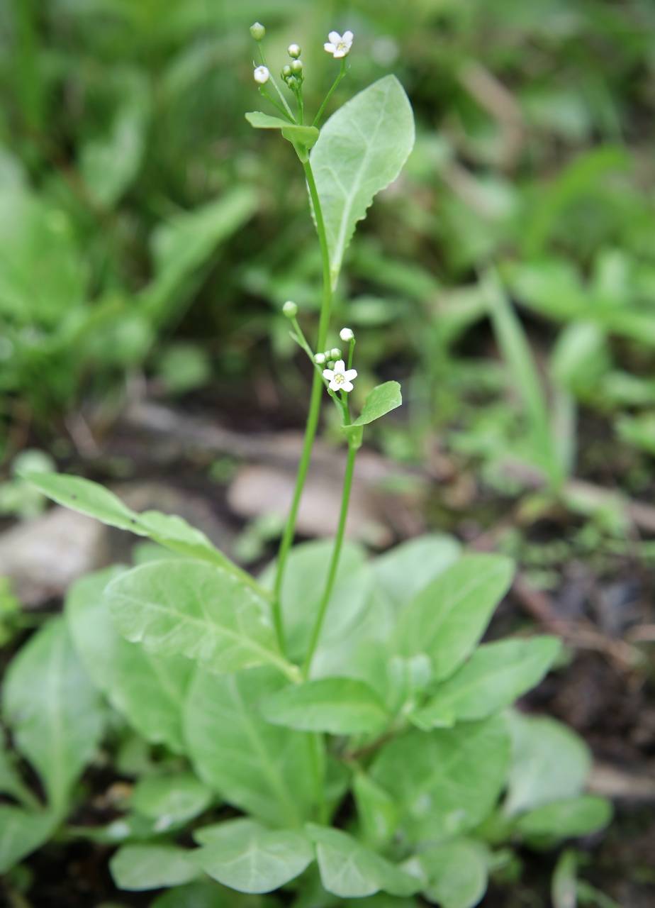 Photo of Water Pimpernel