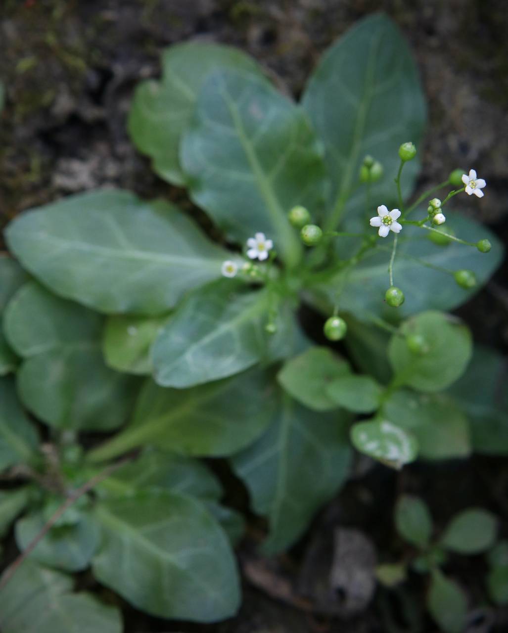 Photo of Water Pimpernel