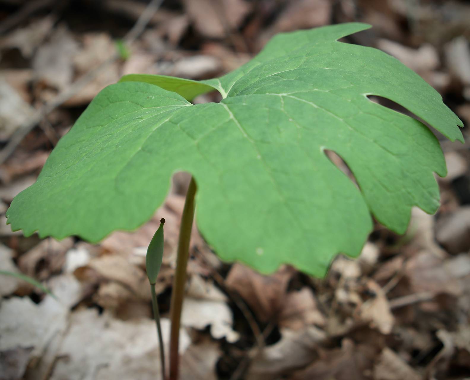 Photo of Bloodroot