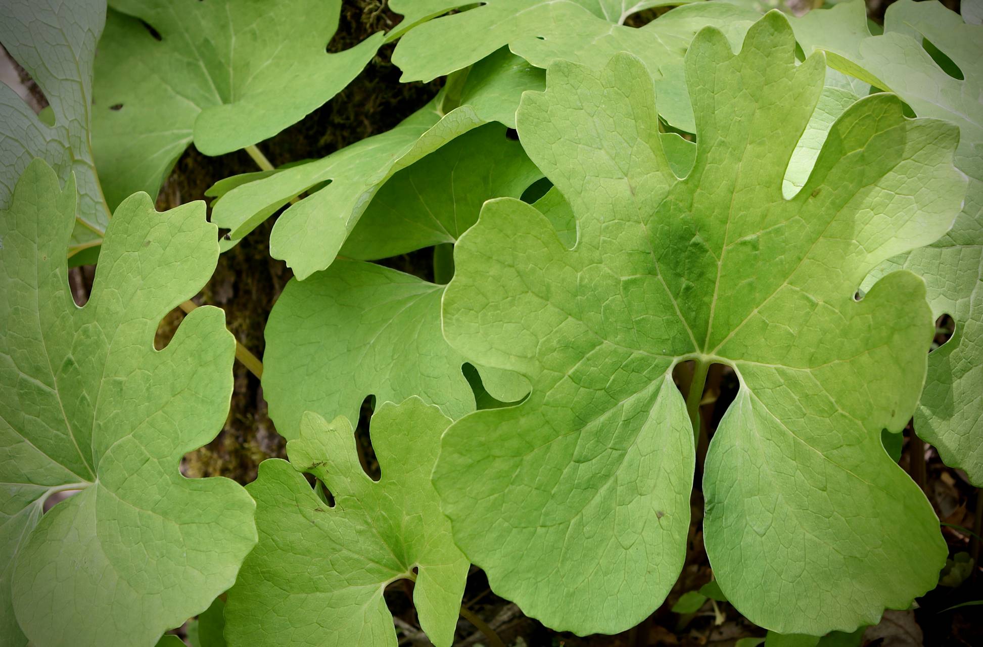 Photo of Bloodroot