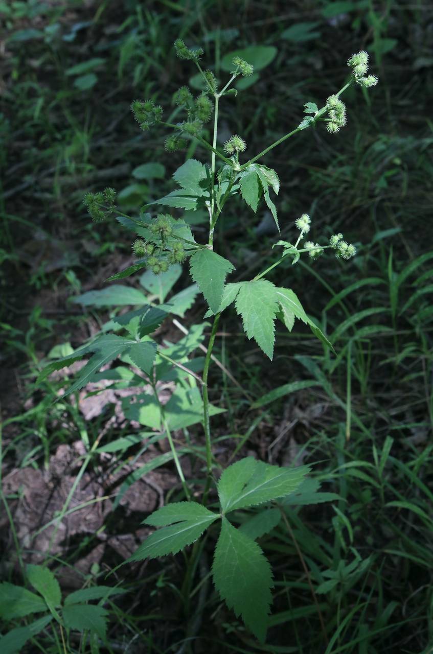 Photo of Canadian Black Snakeroot