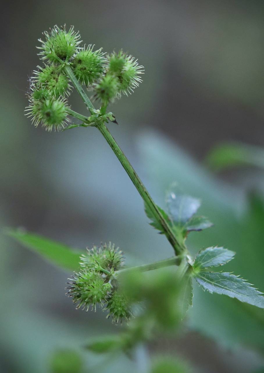 Photo of Canadian Black Snakeroot