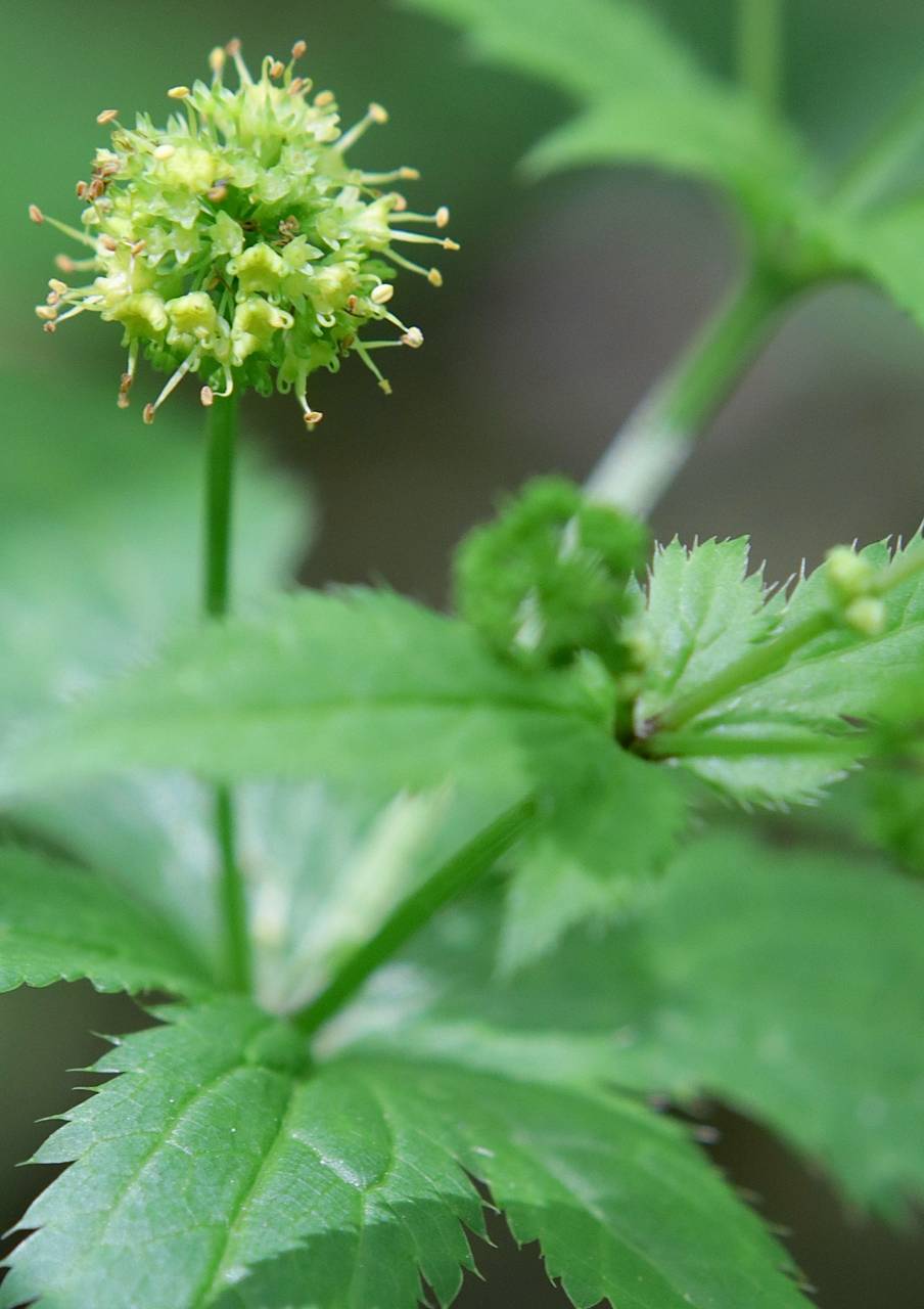 Photo of Clustered Black Snakeroot