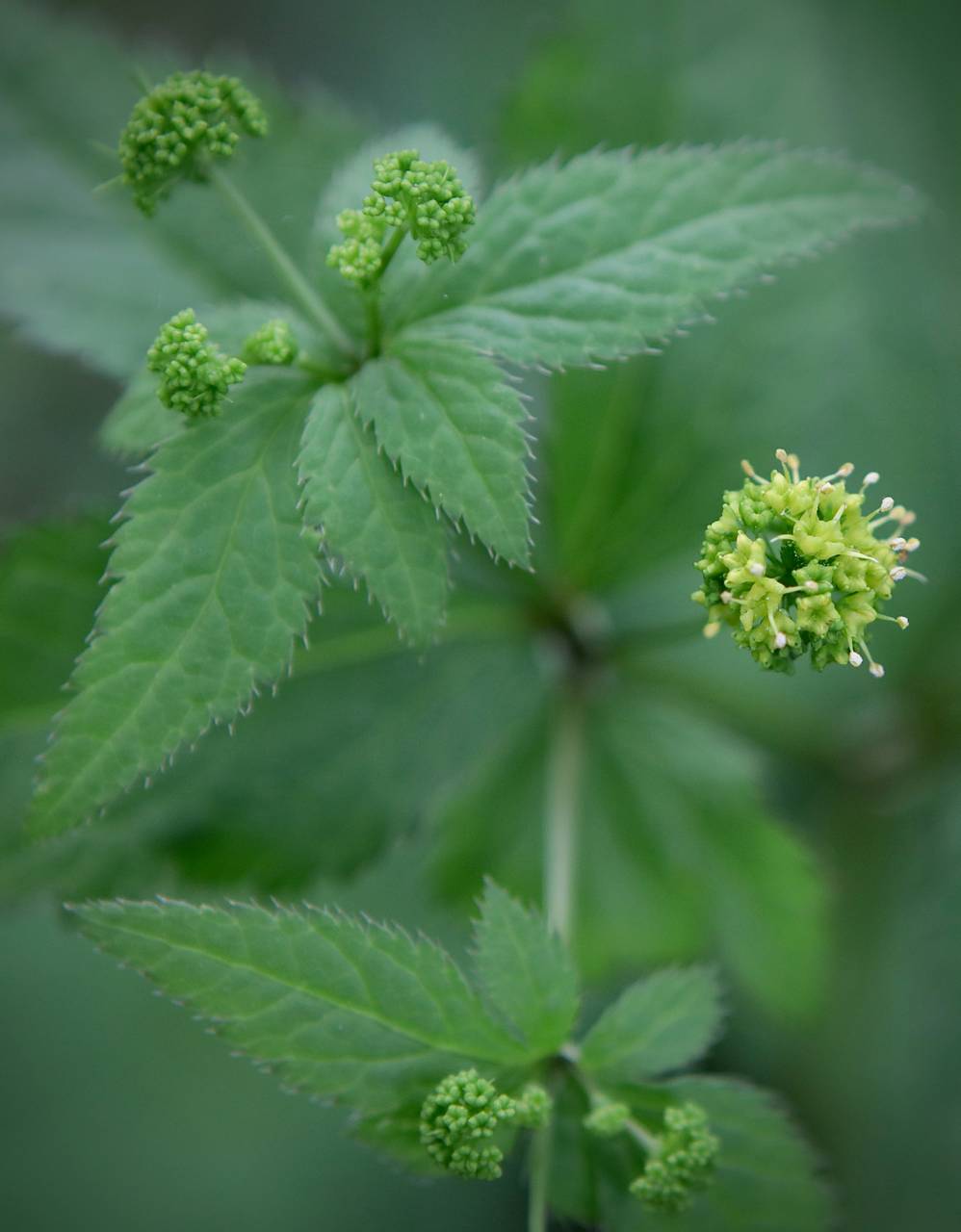 Photo of Clustered Black Snakeroot