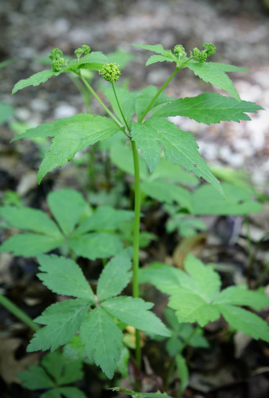 Photo of Clustered Black Snakeroot