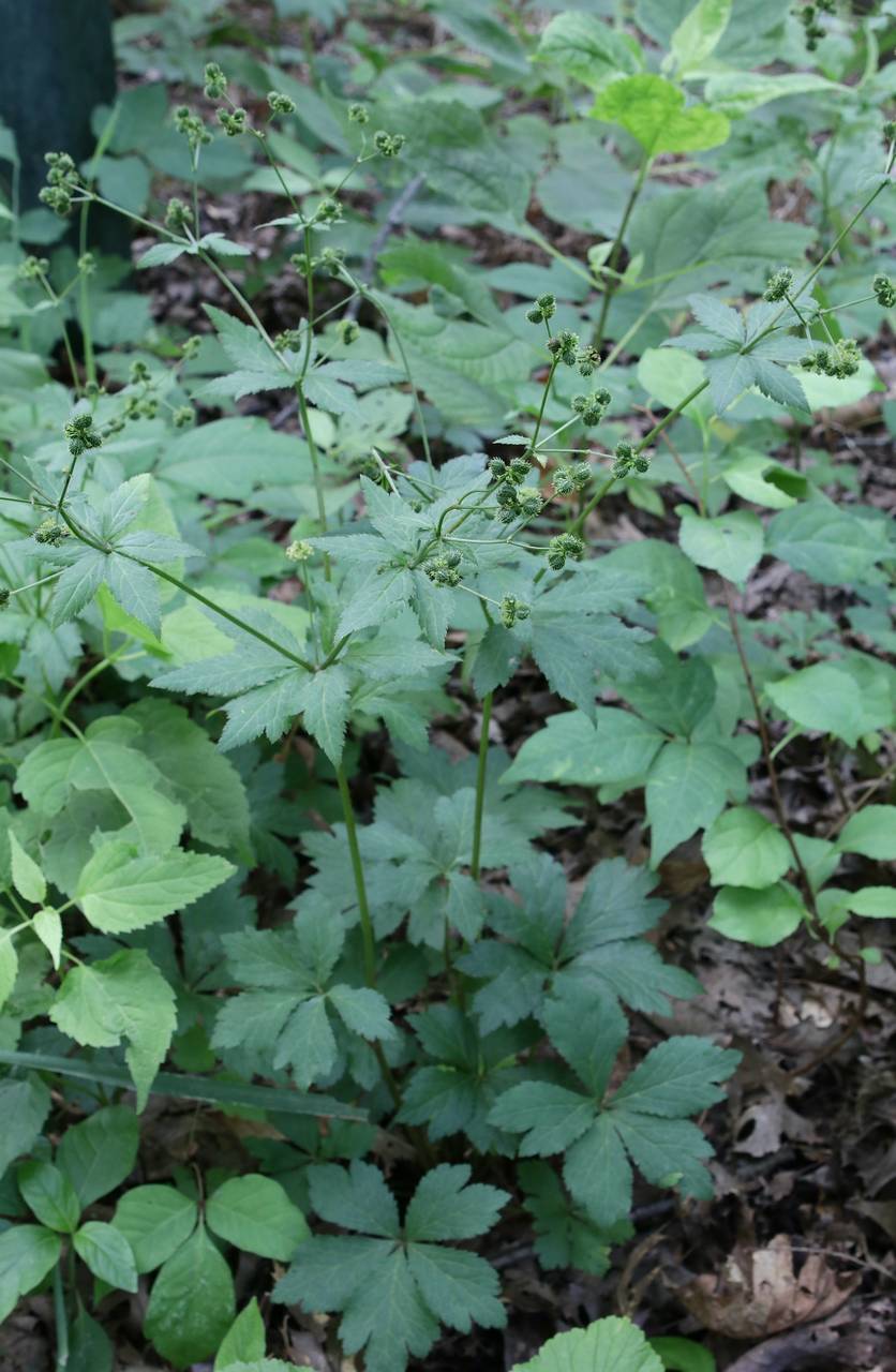 Photo of Clustered Black Snakeroot