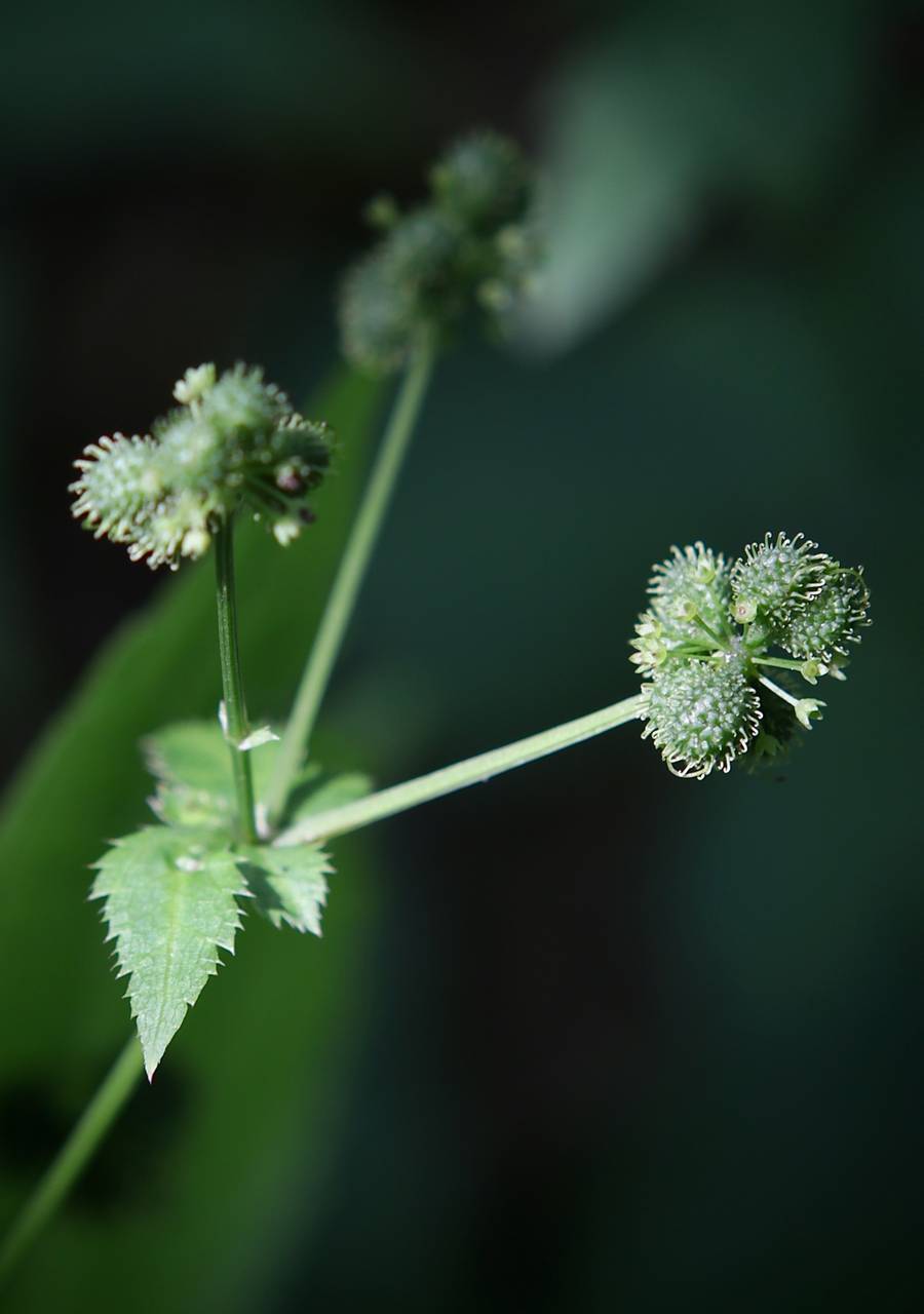 Photo of Clustered Black Snakeroot