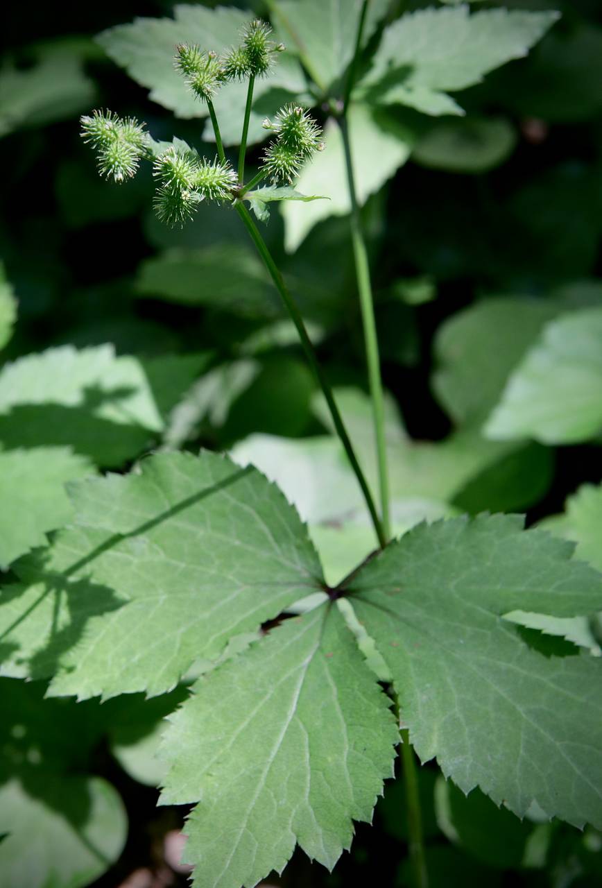 Photo of Beaked Snakeroot