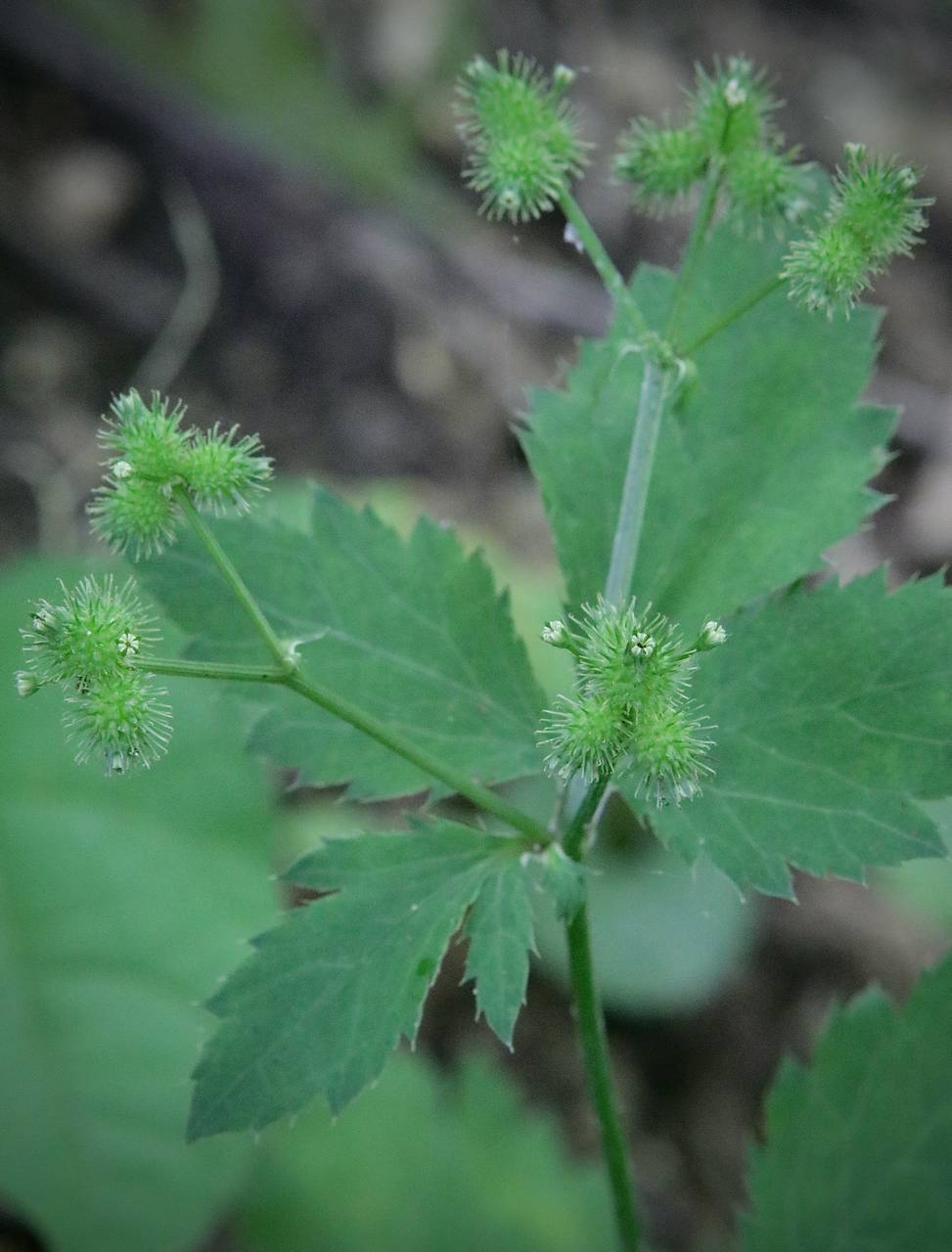Photo of Beaked Snakeroot