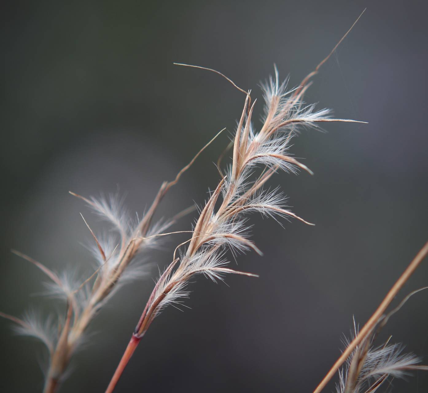 Photo of Little Bluestem