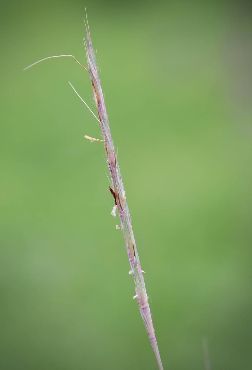 Photo of Little Bluestem