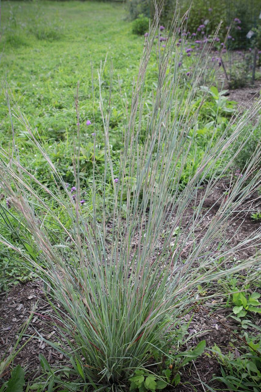 Photo of Little Bluestem