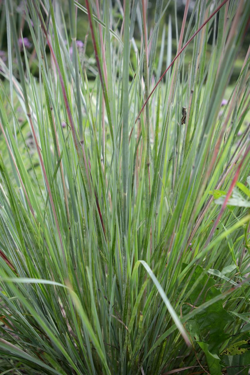 Photo of Little Bluestem