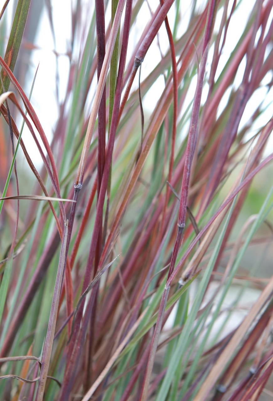 Photo of Little Bluestem
