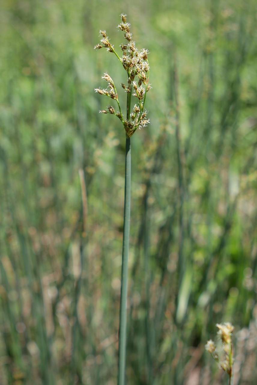 Photo of Softstem Bulrush