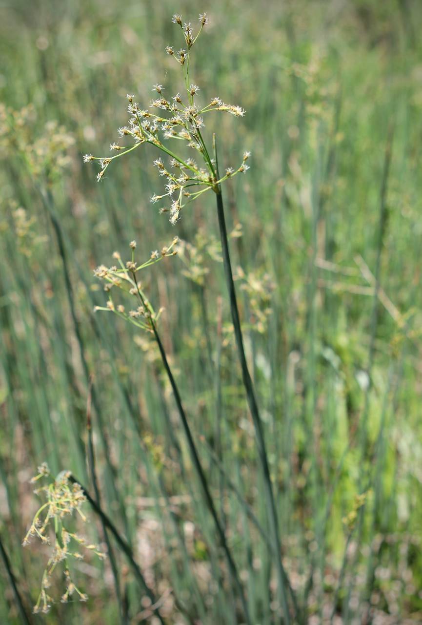 Photo of Softstem Bulrush