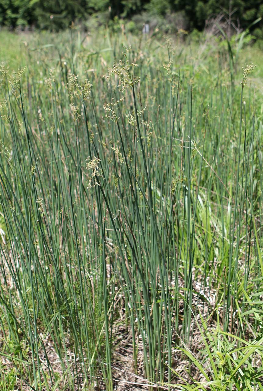 Photo of Softstem Bulrush