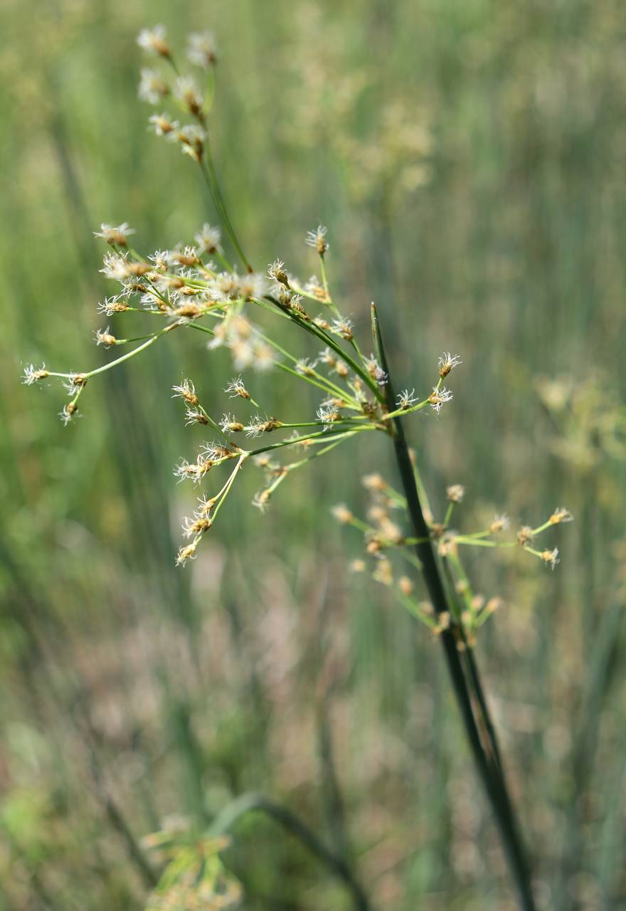 Photo of Softstem Bulrush