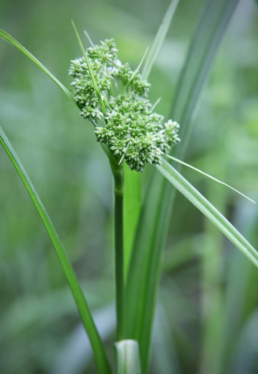Photo of Dark Green Bulrush