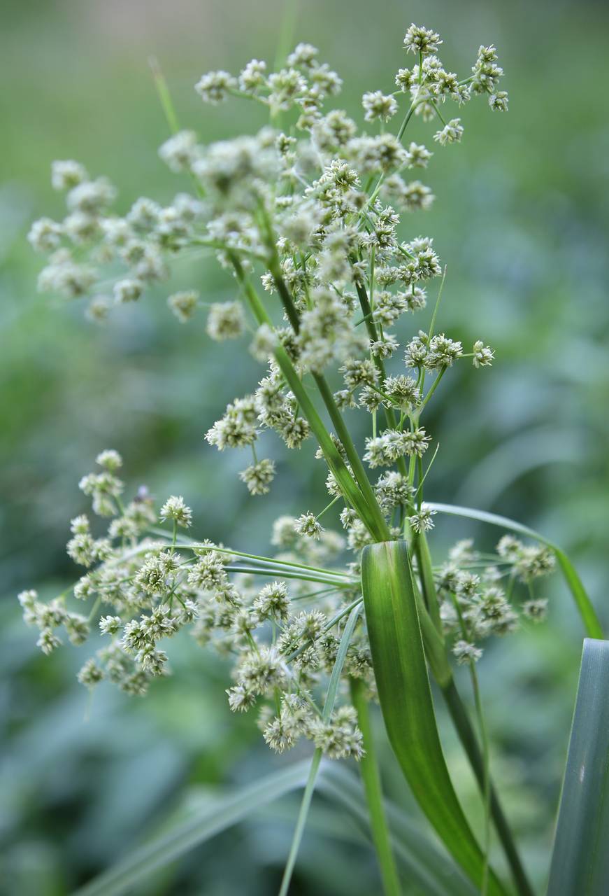 Photo of Dark Green Bulrush