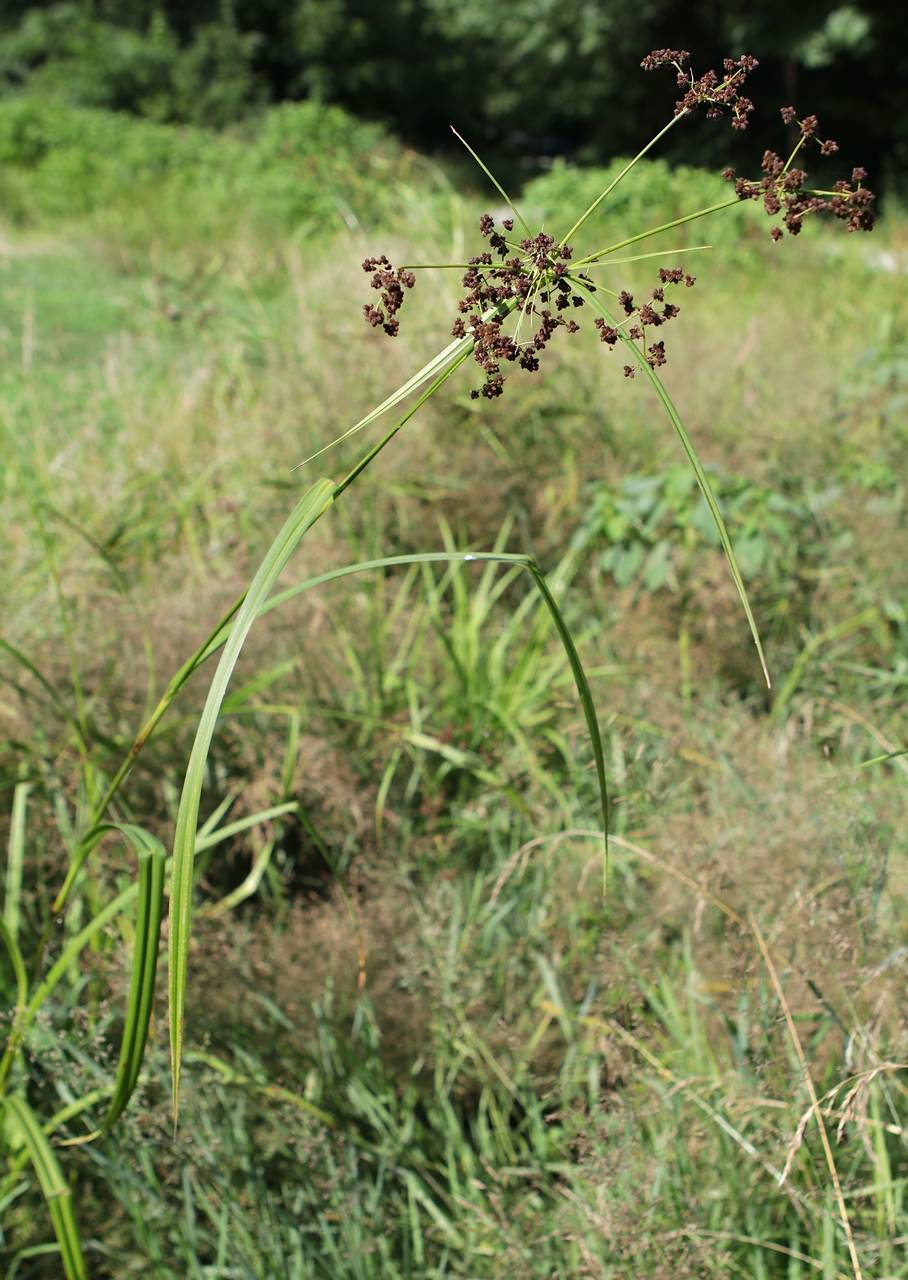 Photo of Dark Green Bulrush
