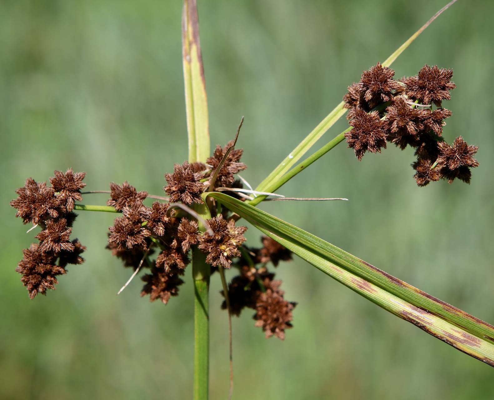 Photo of Dark Green Bulrush