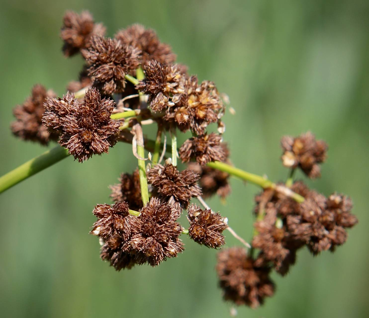 Photo of Dark Green Bulrush