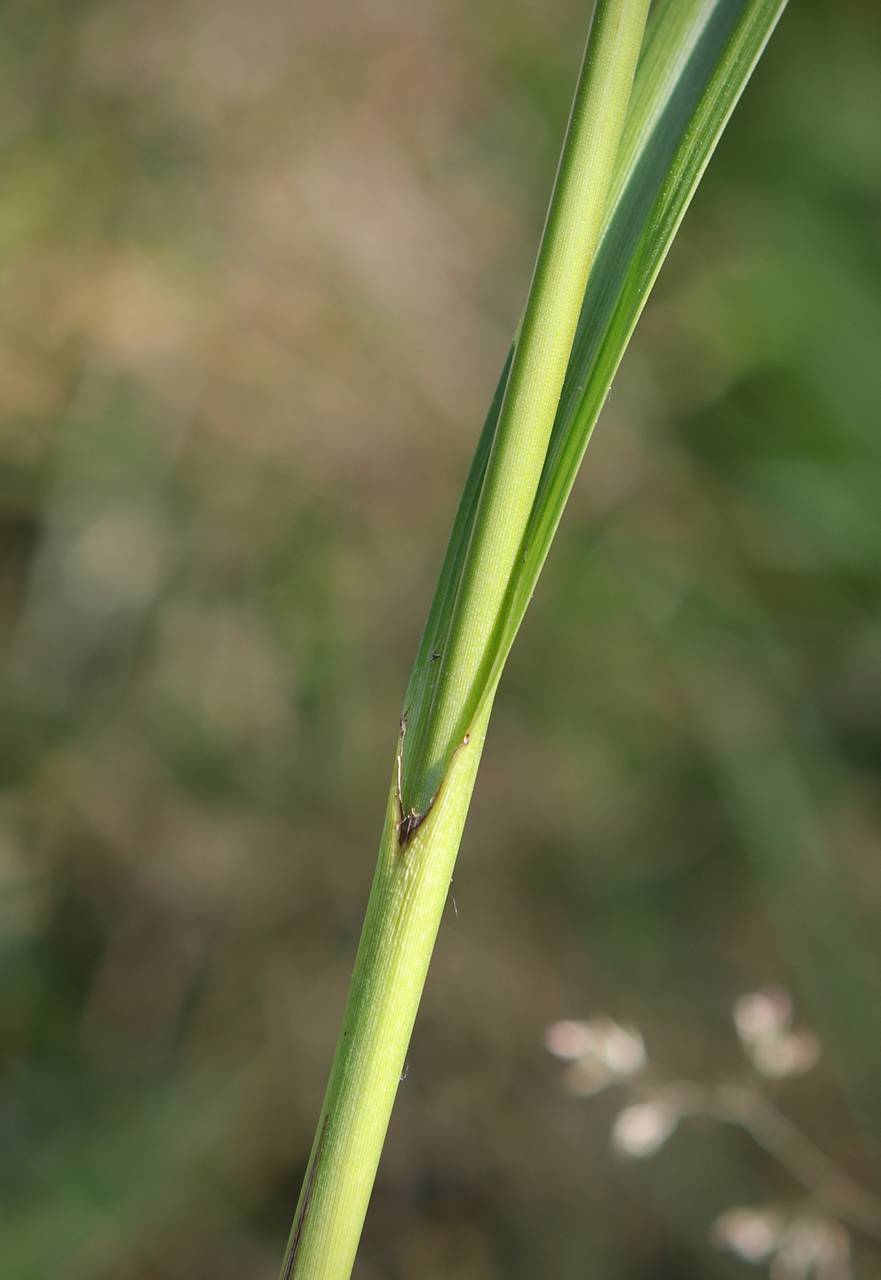 Photo of Dark Green Bulrush