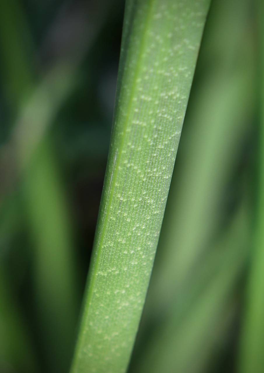 Photo of Dark Green Bulrush