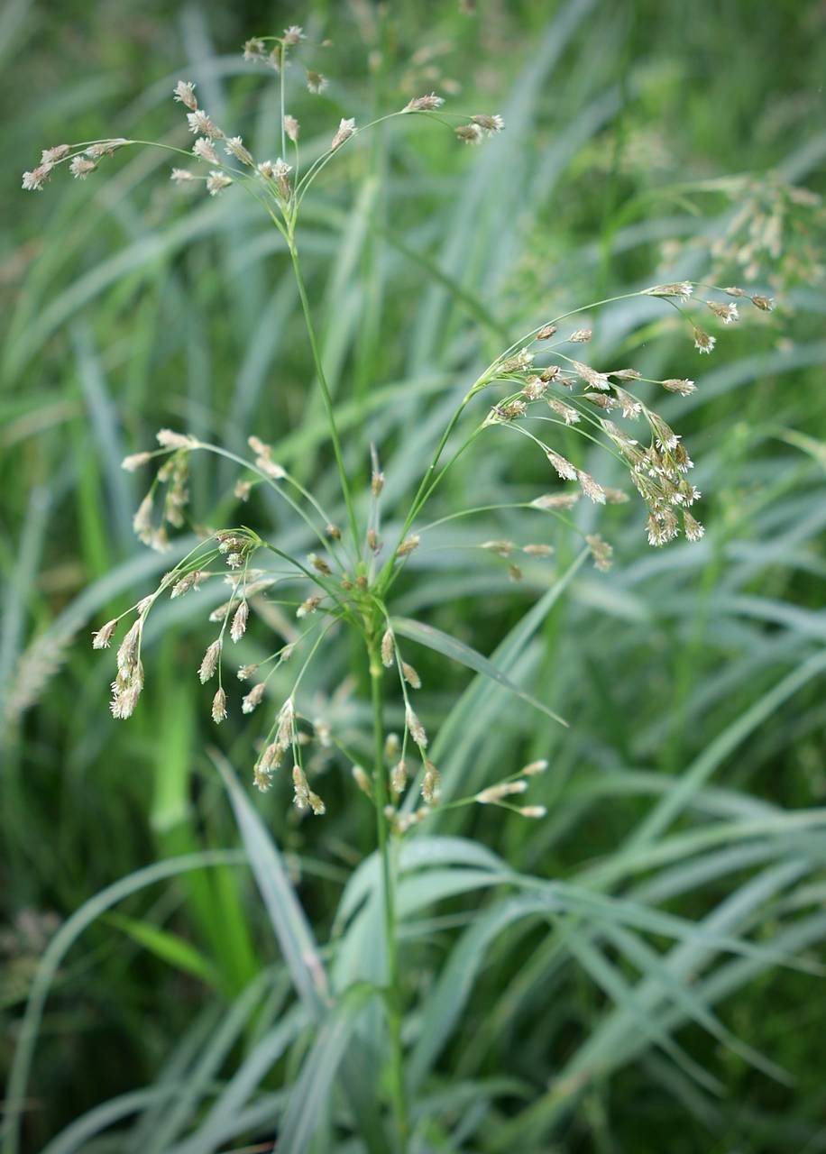 Photo of Nodding Bulrush