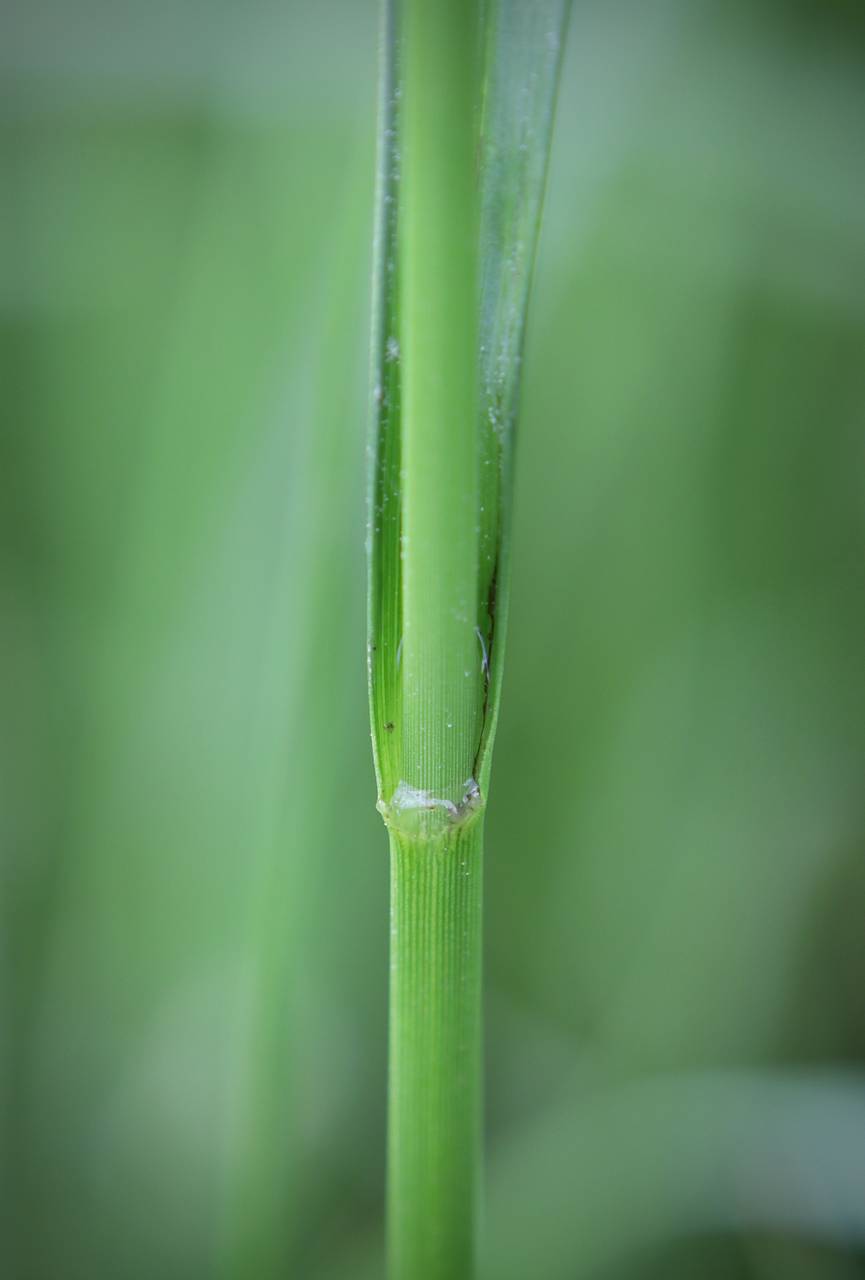 Photo of Nodding Bulrush