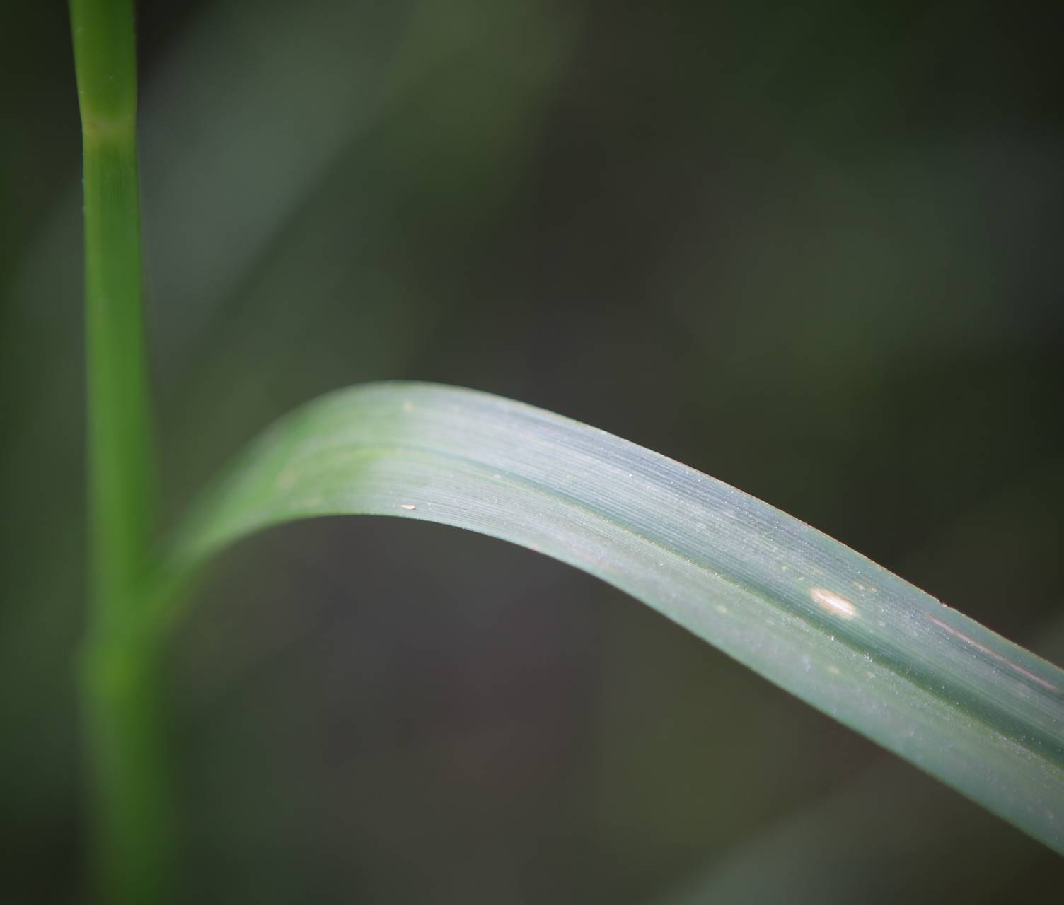 Photo of Nodding Bulrush