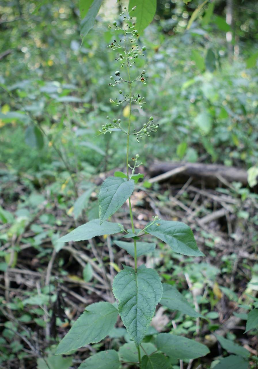 Photo of Carpenter's Square