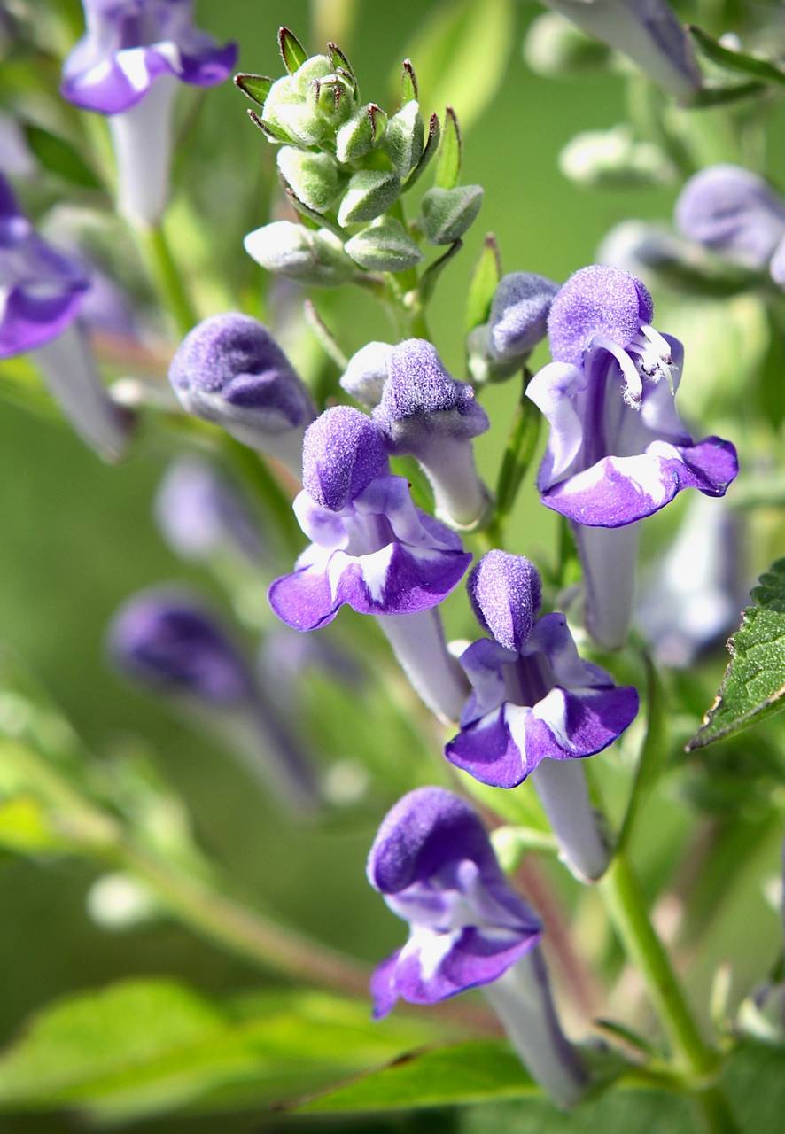 Photo of Downy Skullcap