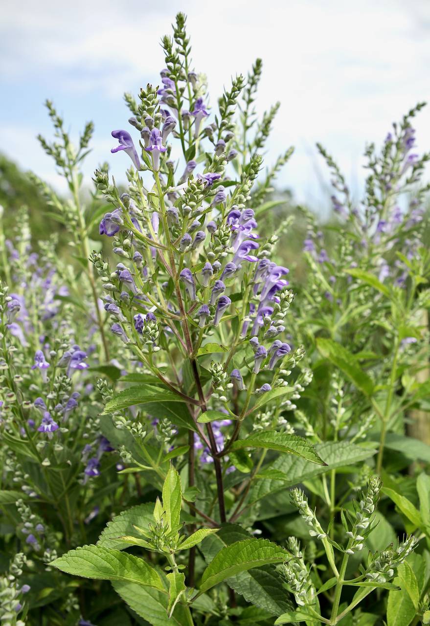 Photo of Downy Skullcap