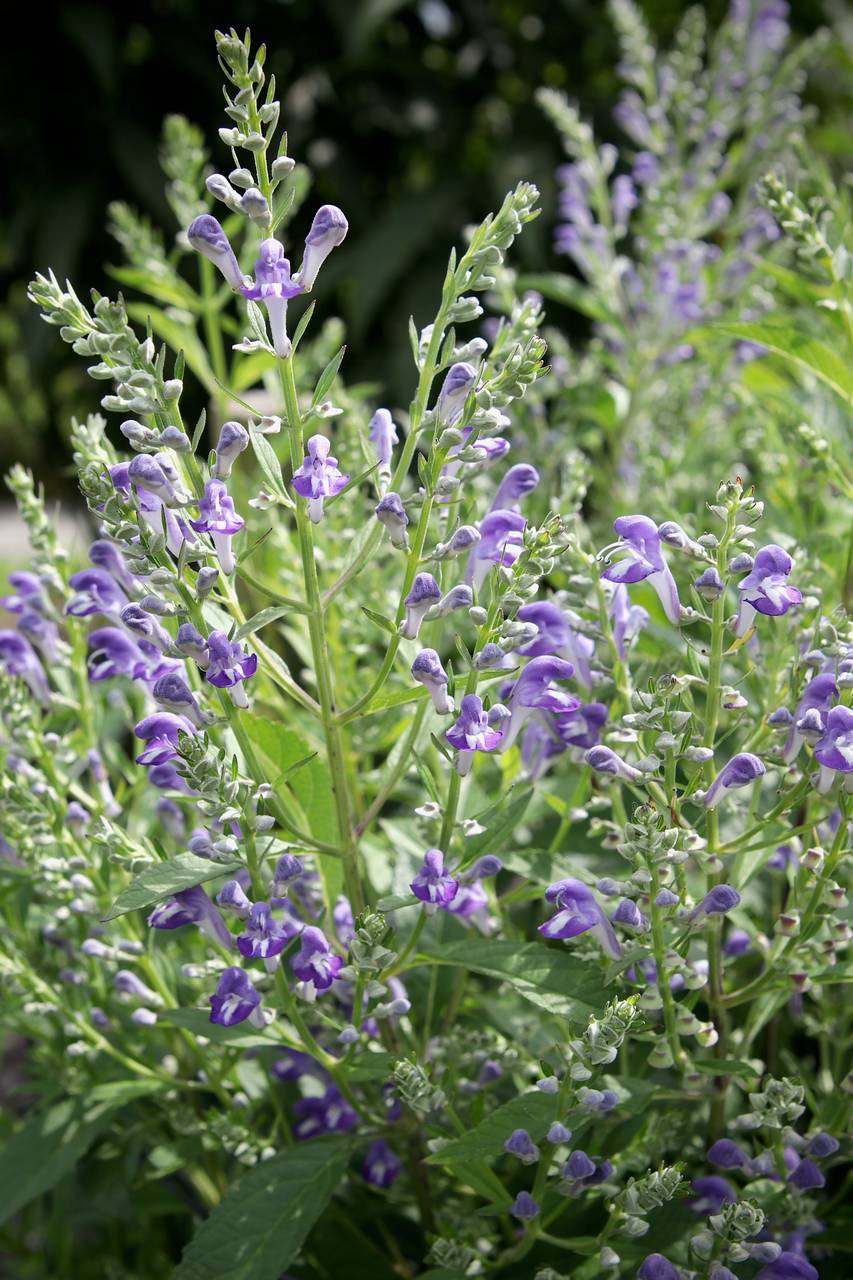 Photo of Downy Skullcap