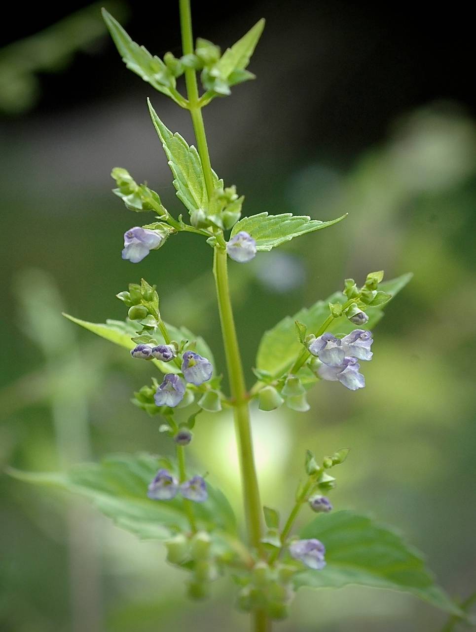 Photo of Mad-Dog Skullcap