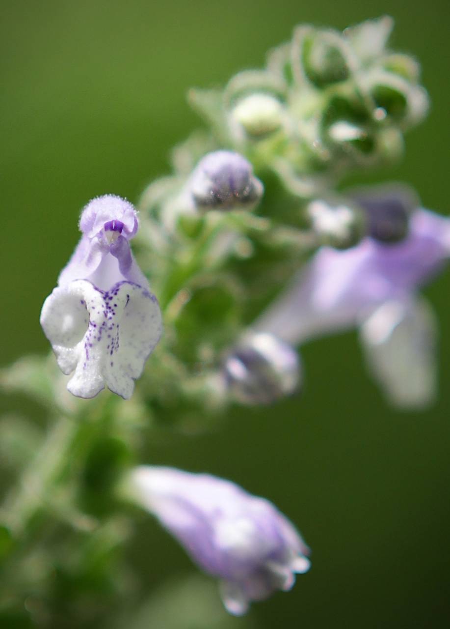 Photo of Heartleaf Skullcap