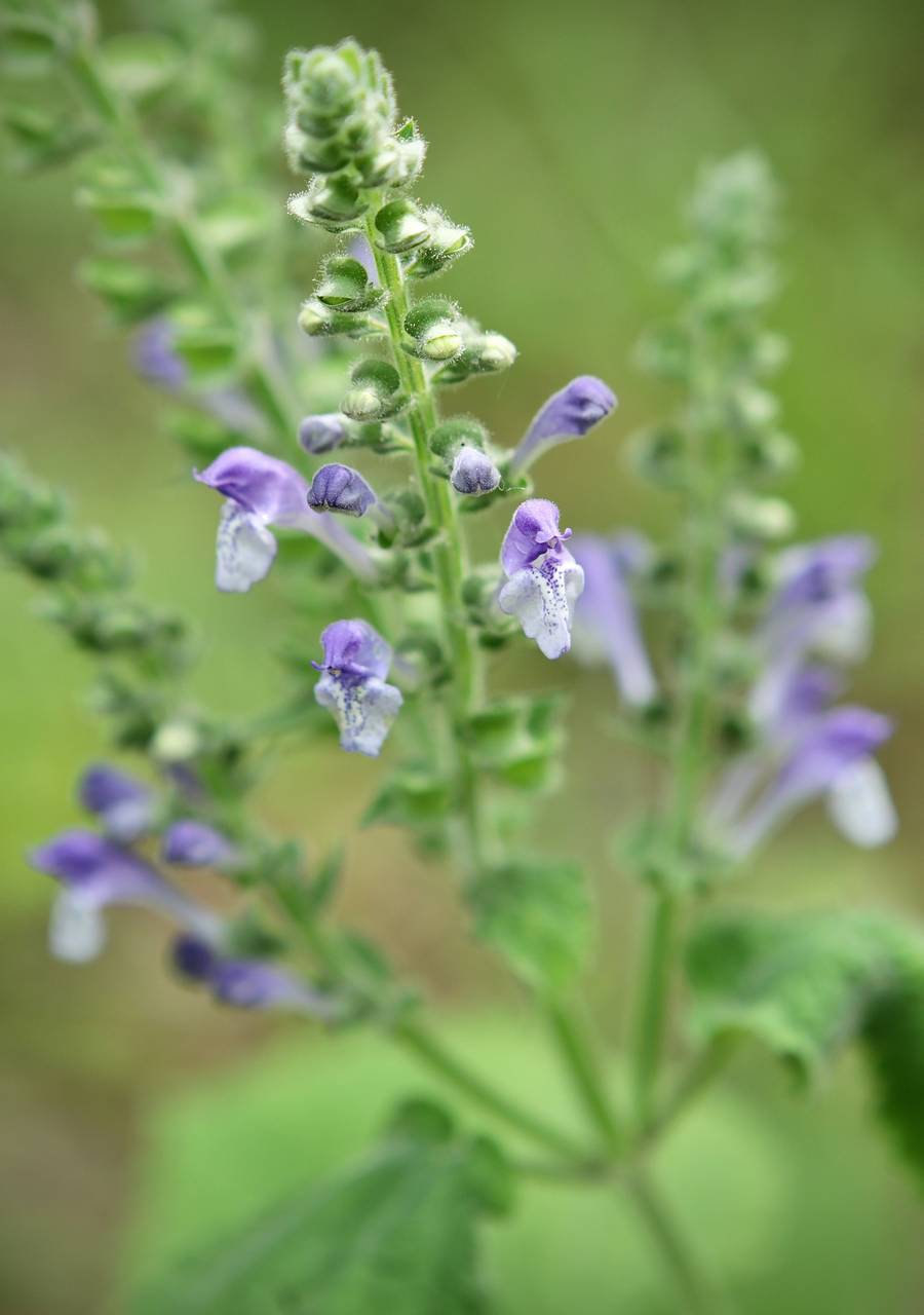 Photo of Heartleaf Skullcap