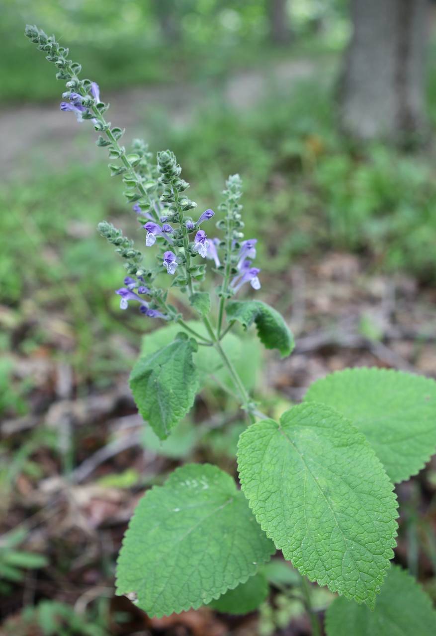 Photo of Heartleaf Skullcap
