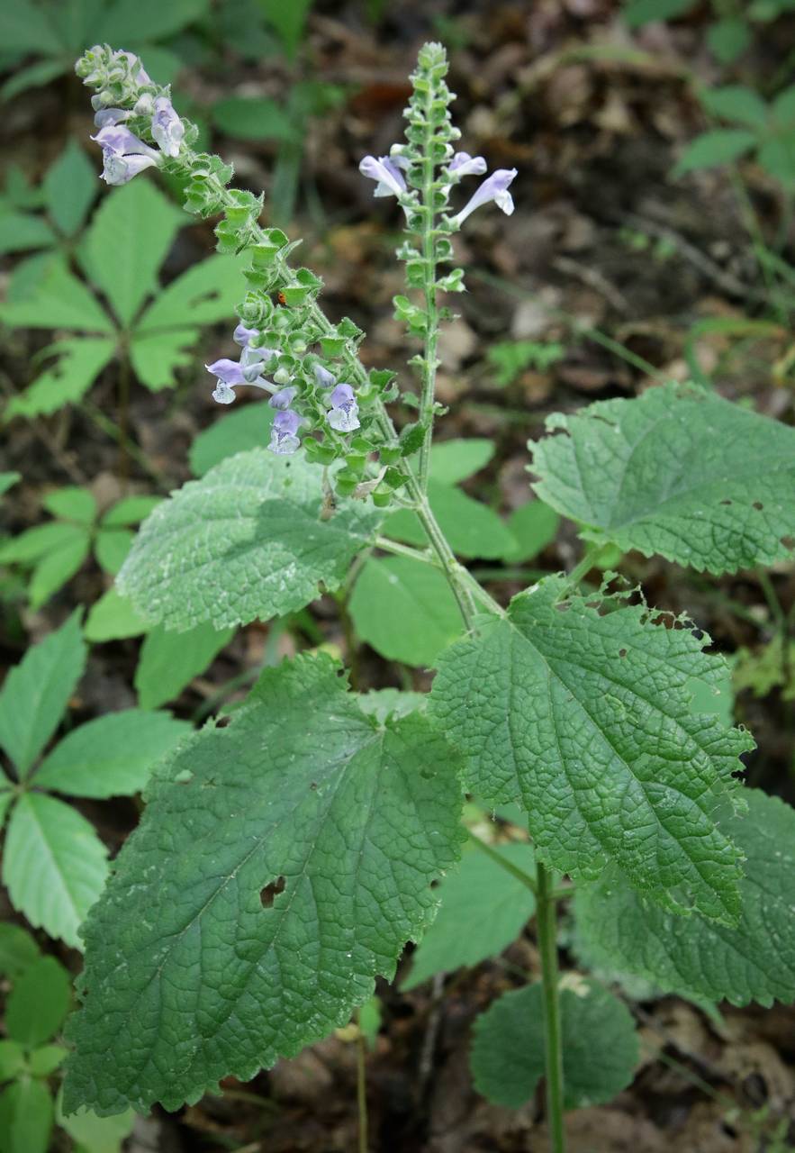 Photo of Heartleaf Skullcap