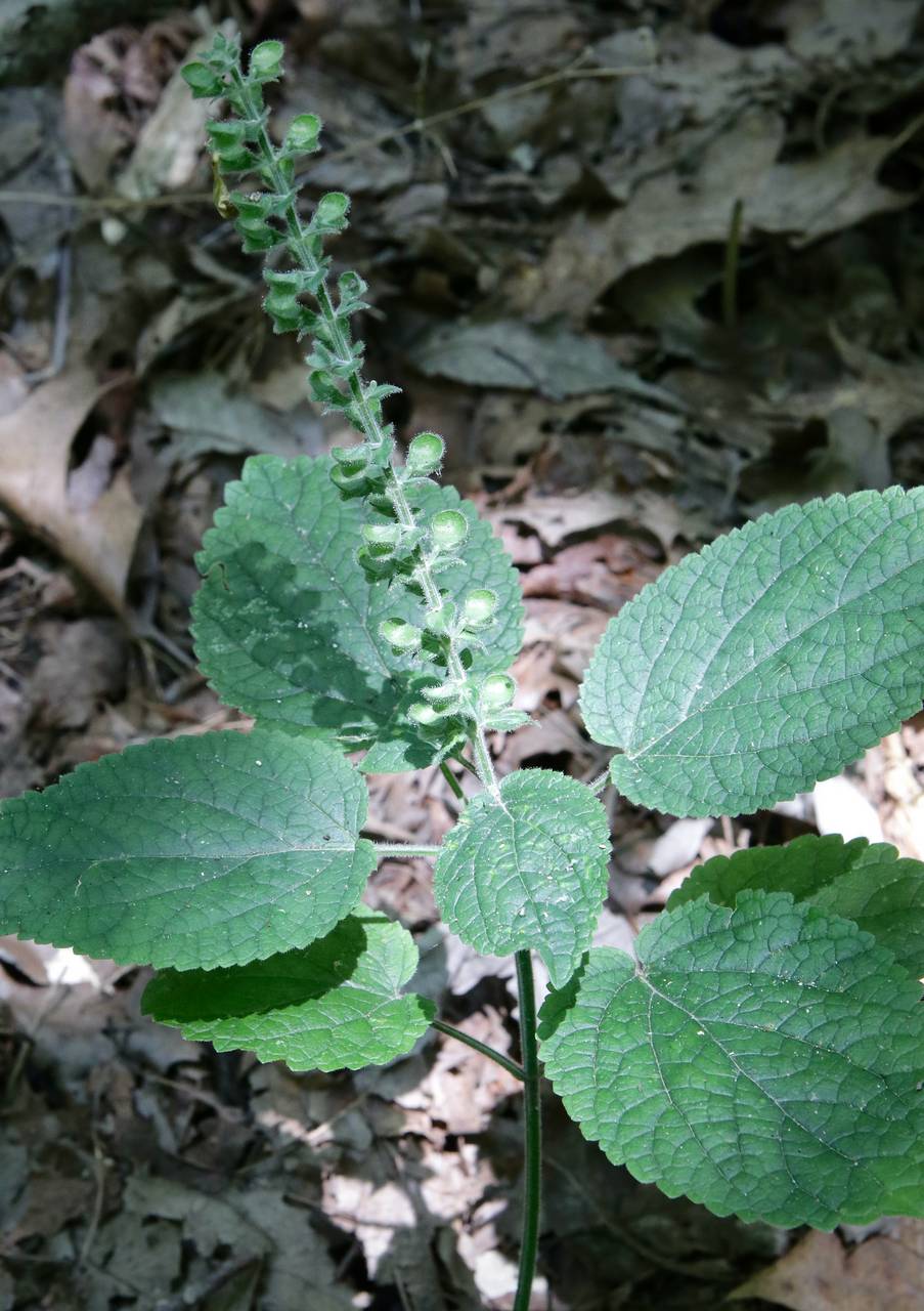 Photo of Heartleaf Skullcap