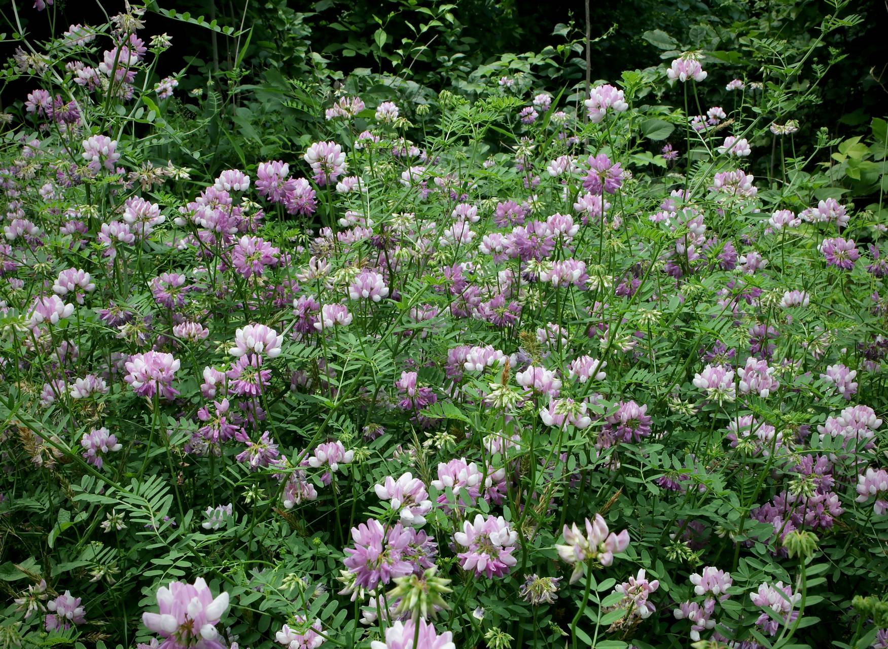 Photo of Crownvetch